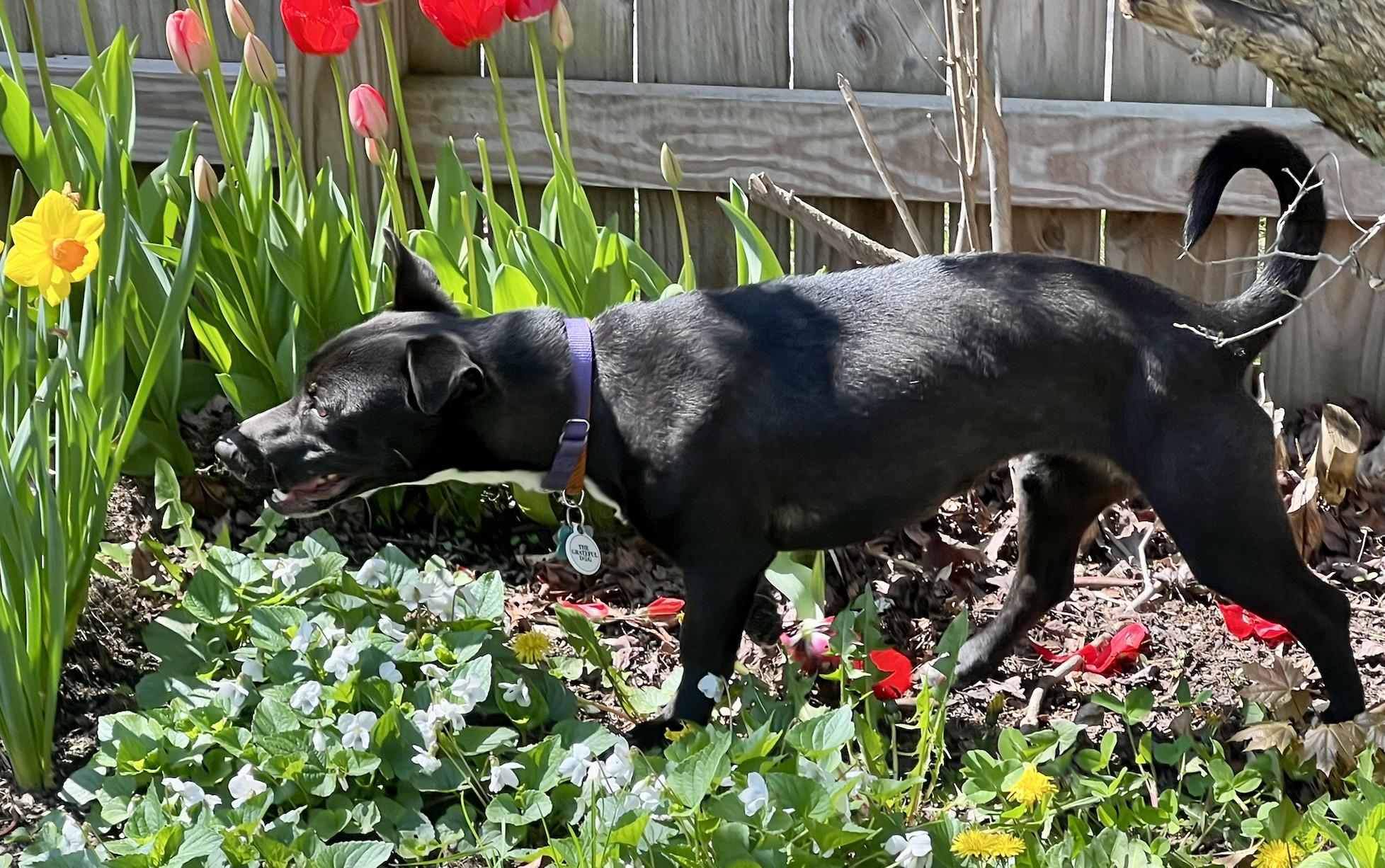 Enlarge Dutchess, a Adoptable mixed breed in Portland, ME image 6/6