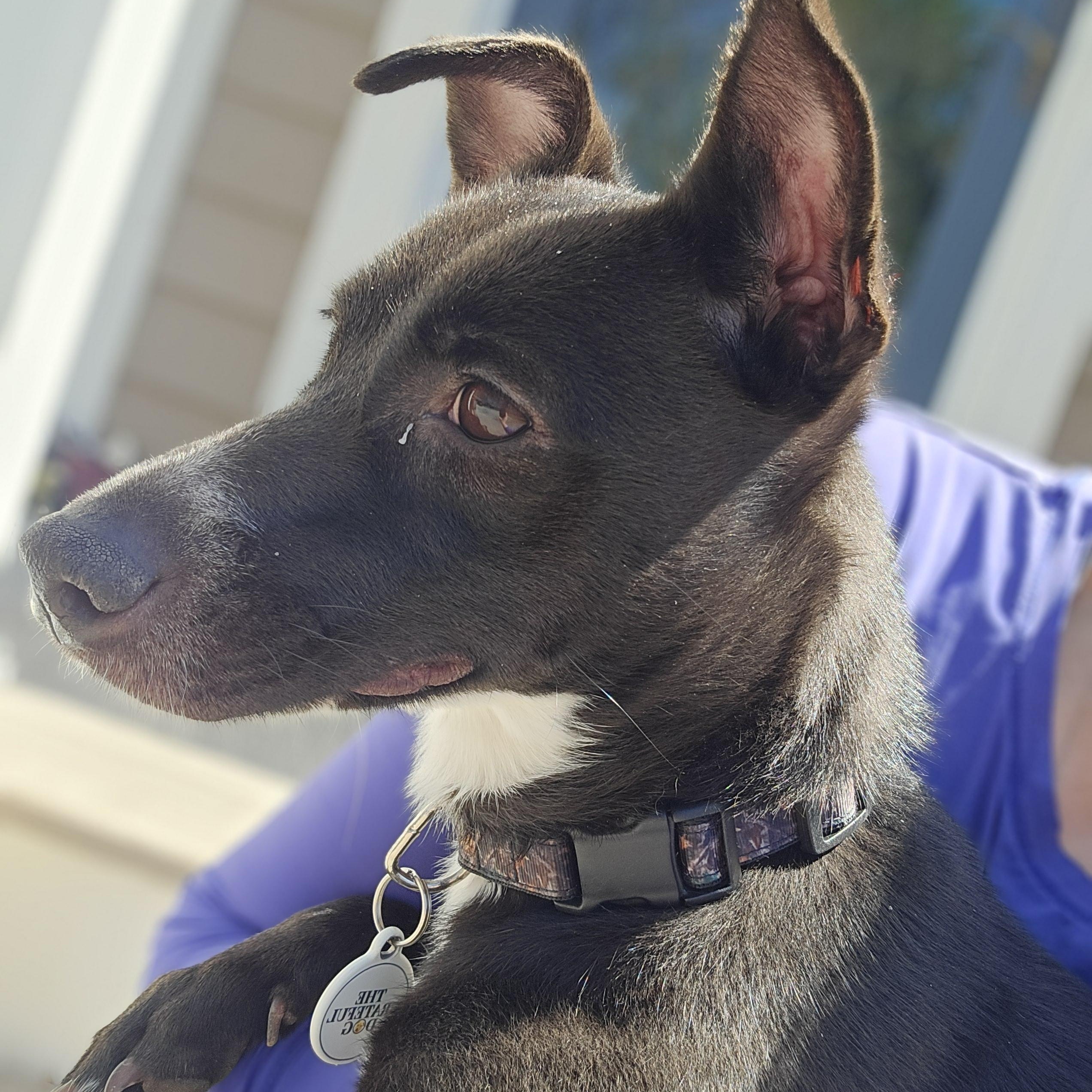 Enlarge Dutchess, a Adoptable mixed breed in Portland, ME image 3/6