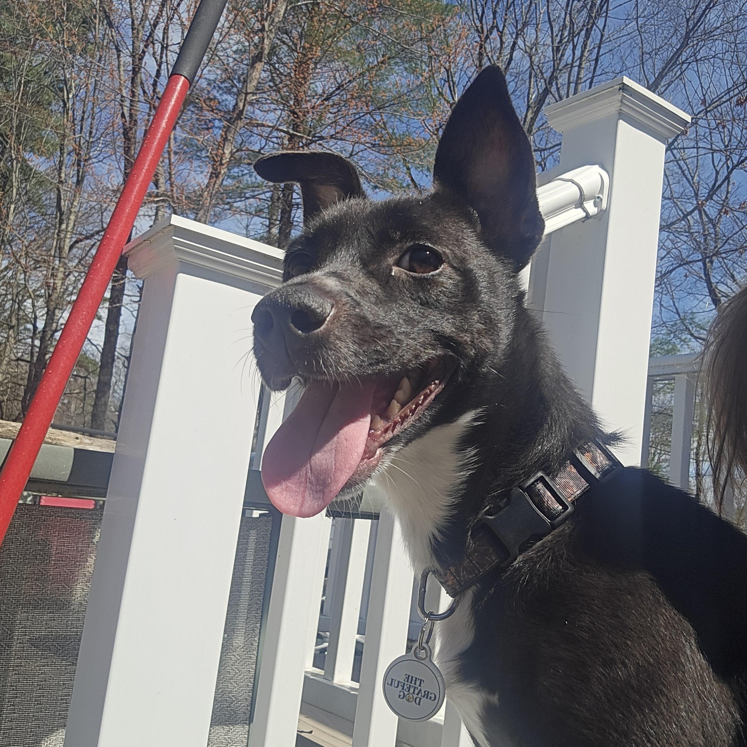 Dutchess, Adoptable, Adult Female Chiweenie.