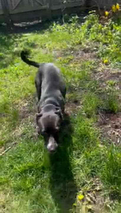 Enlarge Dutchess, a Adoptable mixed breed in Portland, ME video 4/6