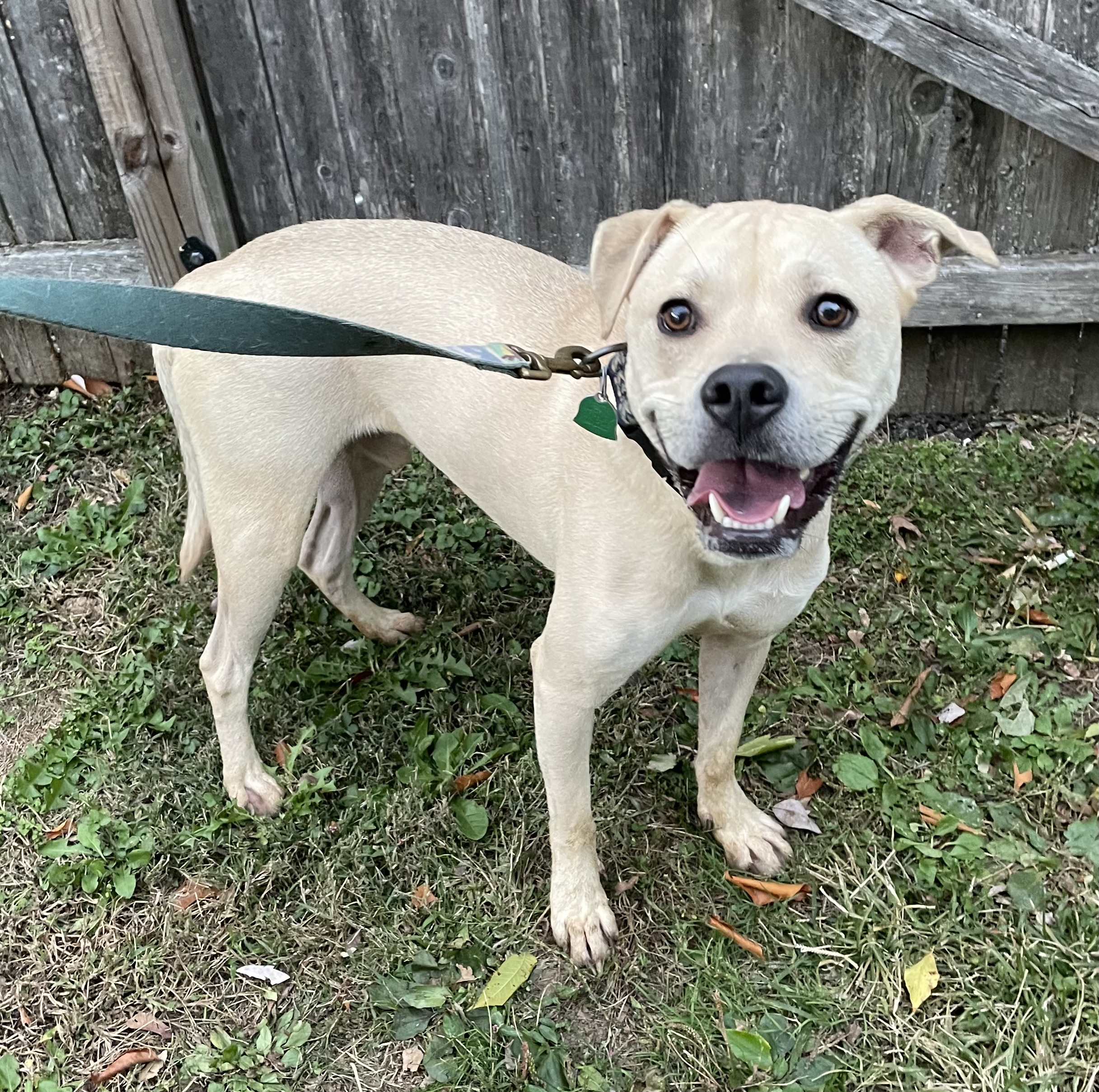 Toby  ***COURTESY POSTING, PLEASE CONTACT PHONE NUMBER, DO NOT FILLOUT ONLINE APPLICATION., Adoptable, Adult Male Yellow Labrador Retriever & Pit Bull Terrier.