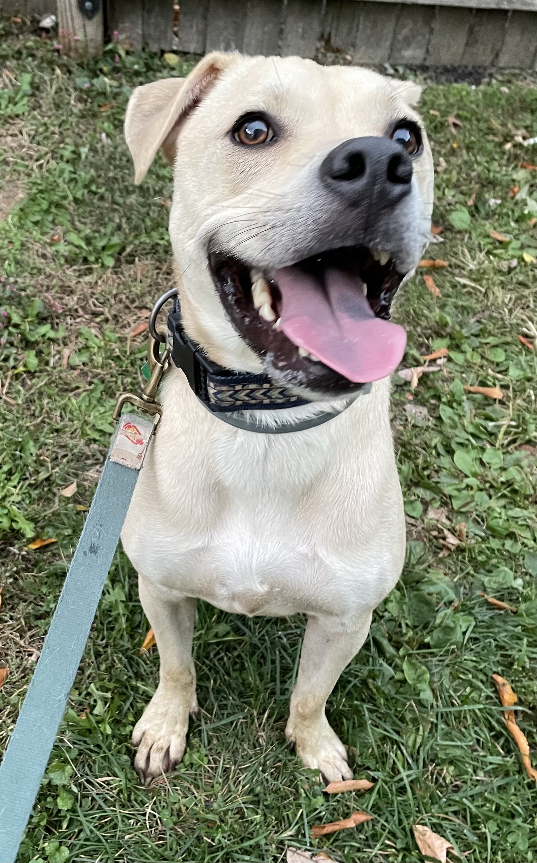 Toby ***COURTESY POSTING, PLEASE CONTACT PHONE NUMBER, DO NOT FILLOUT ONLINE APPLICATION., a Adoptable mixed breed in Lafayette Hill, PA image 2/3