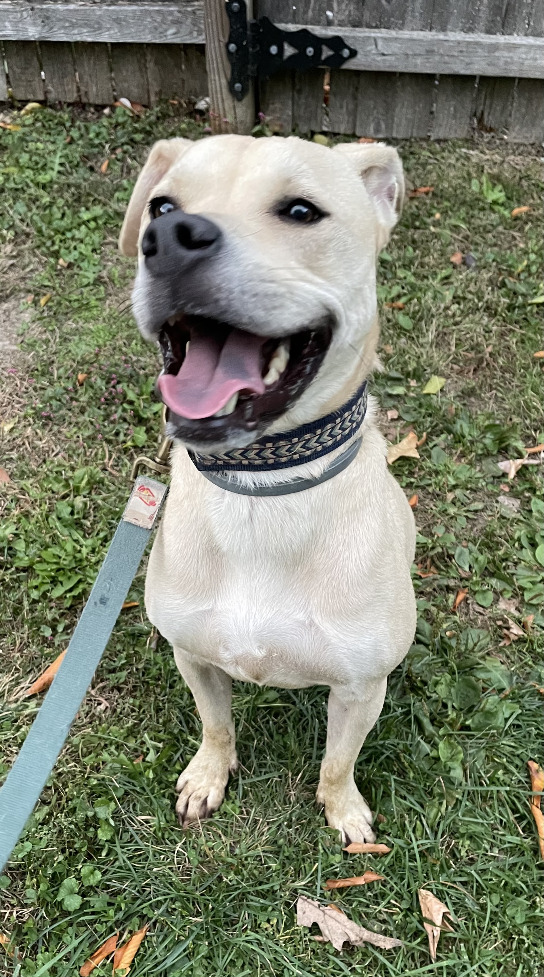 Toby ***COURTESY POSTING, PLEASE CONTACT PHONE NUMBER, DO NOT FILLOUT ONLINE APPLICATION., a Adoptable mixed breed in Lafayette Hill, PA image 3/3