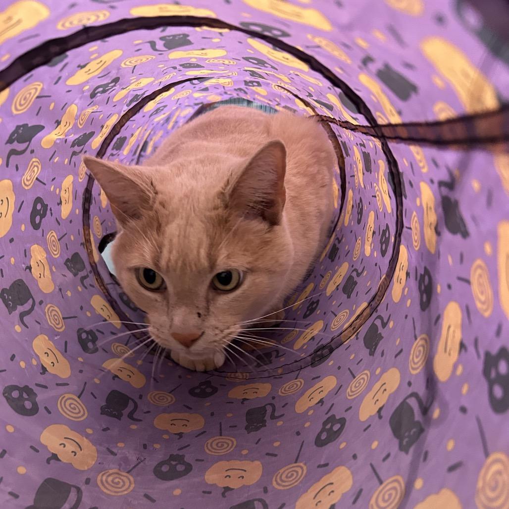 Saffron, Adoptable, Adult Male Domestic Short Hair.