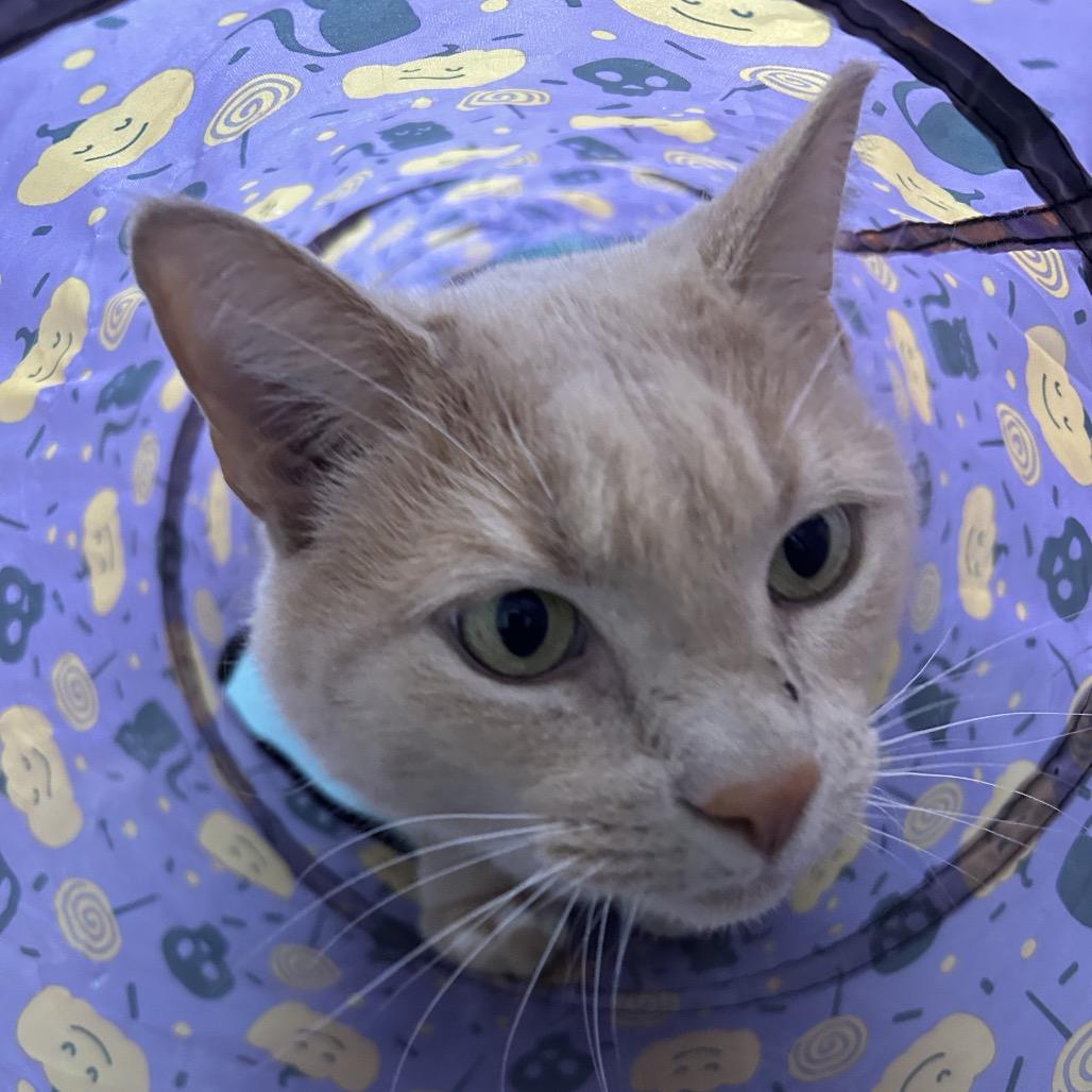 Enlarge Saffron, a Adoptable Domestic Short Hair in Troy, VA image 2/6