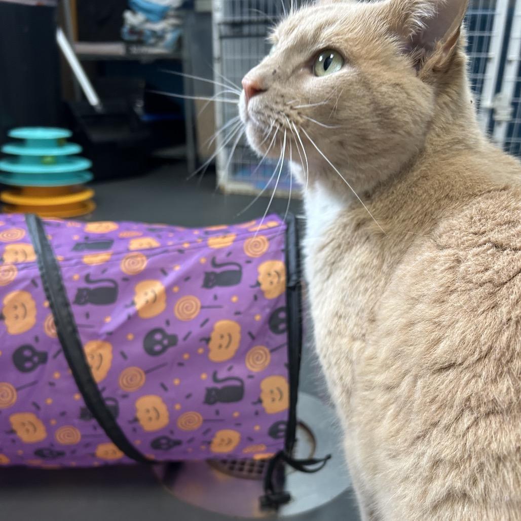 Enlarge Saffron, a Adoptable Domestic Short Hair in Troy, VA image 3/6