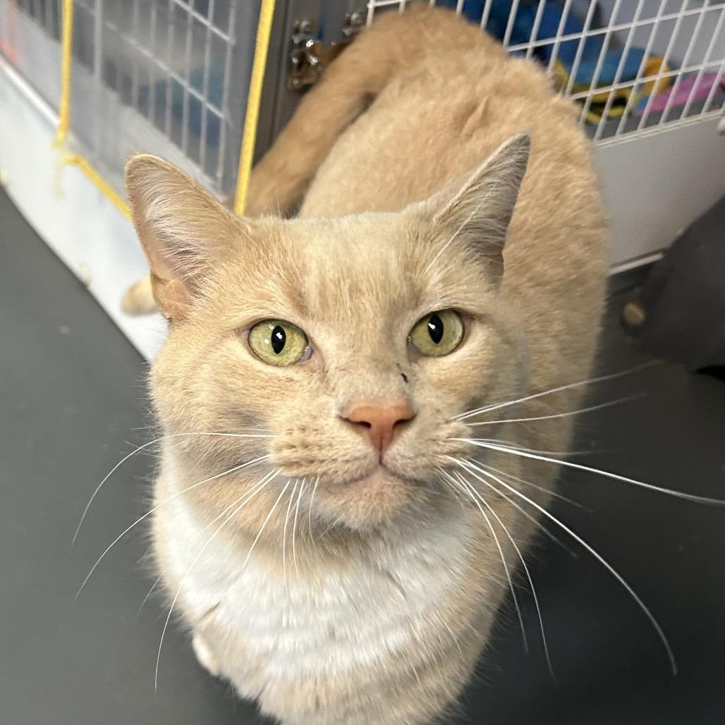 Enlarge Saffron, a Adoptable Domestic Short Hair in Troy, VA image 4/6