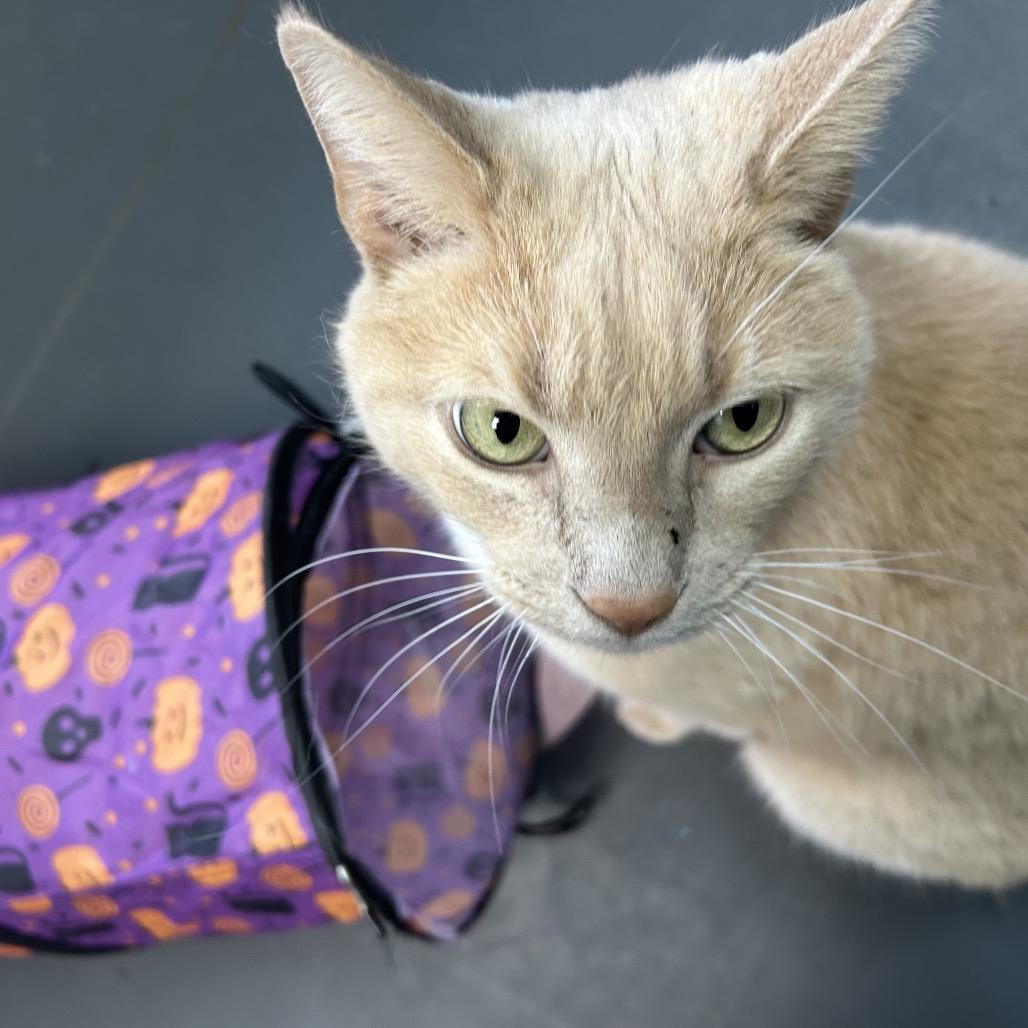 Enlarge Saffron, a Adoptable Domestic Short Hair in Troy, VA image 6/6