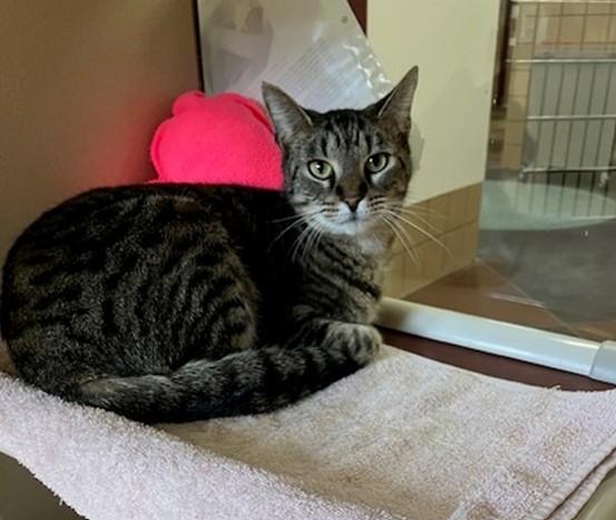 Enlarge LUNA, a Adoptable Domestic Short Hair in Springfield, MA image 1/1