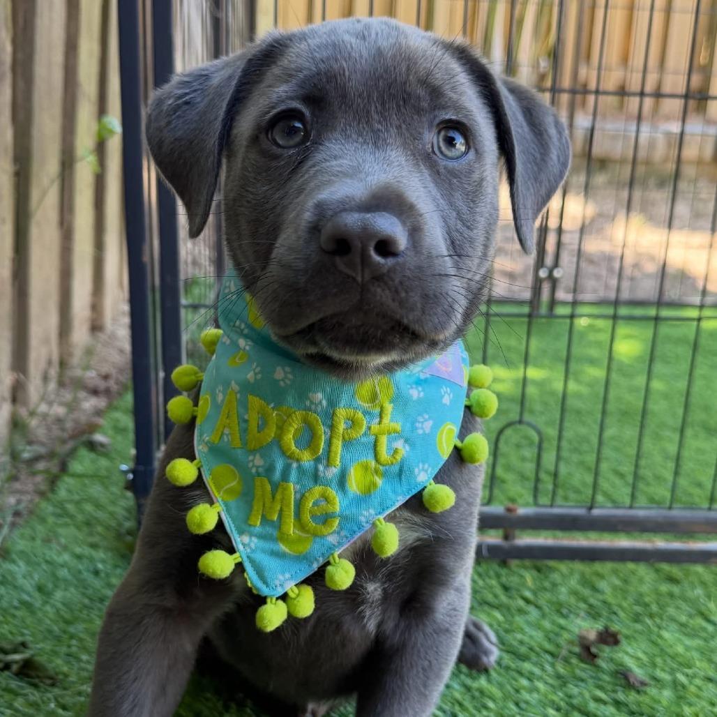 Laskow, Adoptable, Puppy Male Labrador Retriever & Mixed Breed.