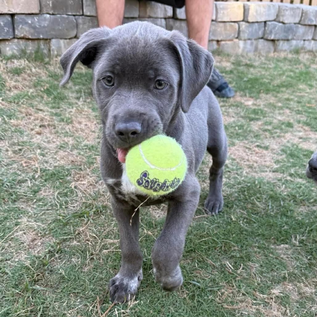 Enlarge Laskow, a Adoptable mixed breed in Griswold, CT image 2/5