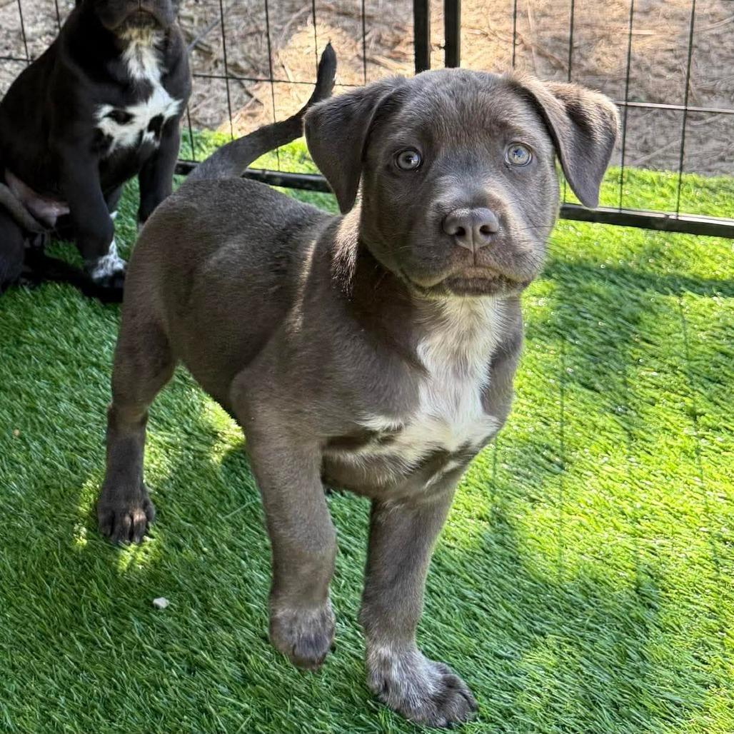 Enlarge Laskow, a Adoptable mixed breed in Griswold, CT image 4/5