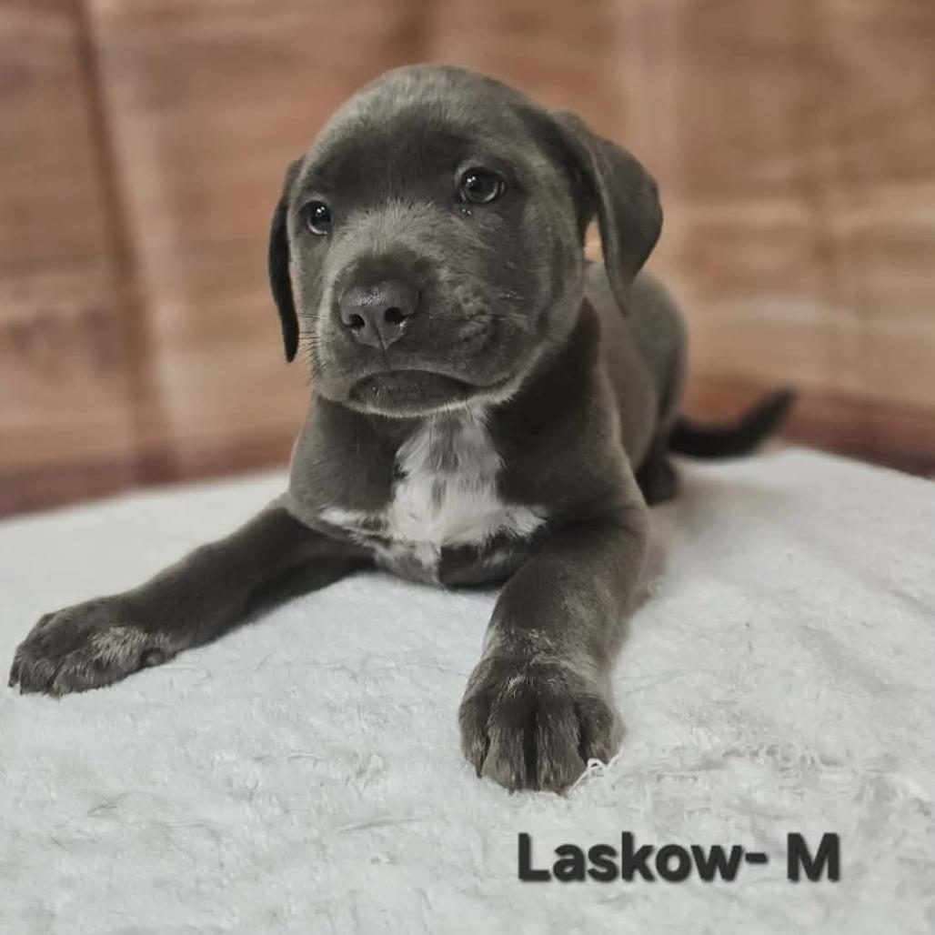 Enlarge Laskow, a Adoptable mixed breed in Griswold, CT image 5/5