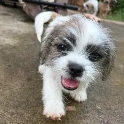 Pea 2026-324, Adoptable, Puppy Male Maltese & Shih Tzu.