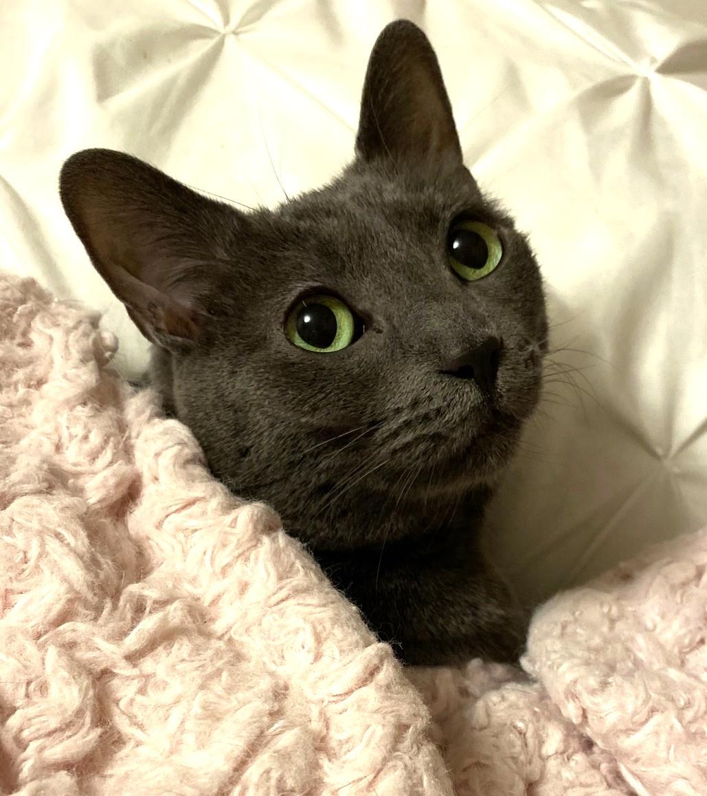 Enlarge Molly, a ADOPTABLE Russian Blue in Stoney Creek, ON image 3/5