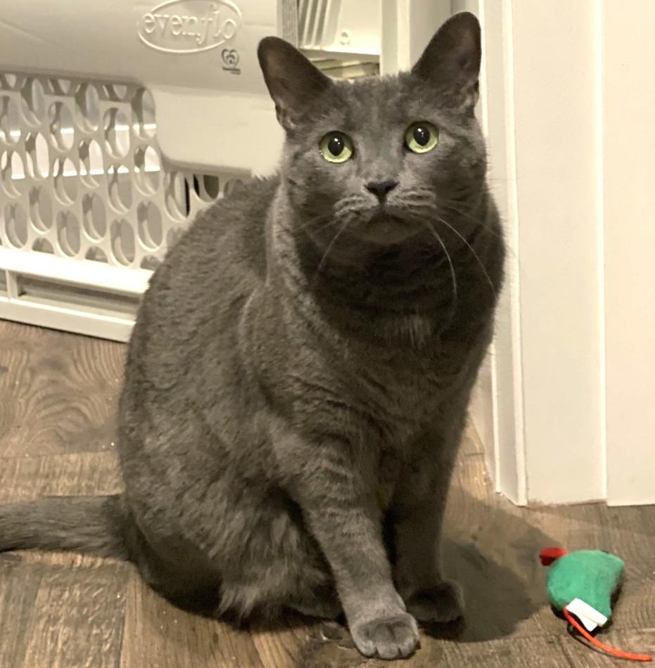 Enlarge Molly, a ADOPTABLE Russian Blue in Stoney Creek, ON image 1/5