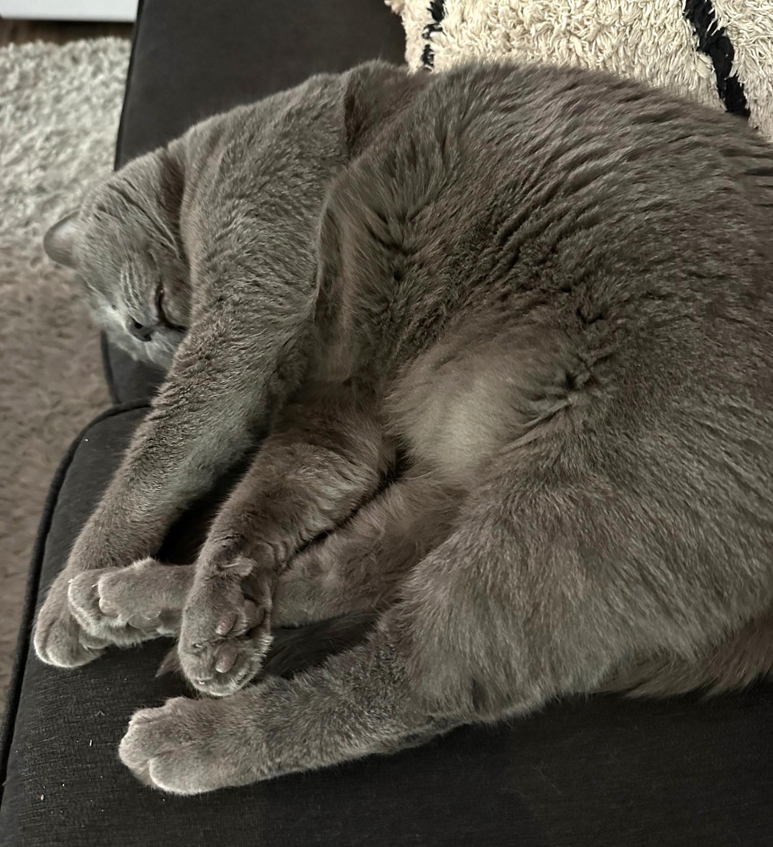 Enlarge Molly, a ADOPTABLE Russian Blue in Stoney Creek, ON image 4/5