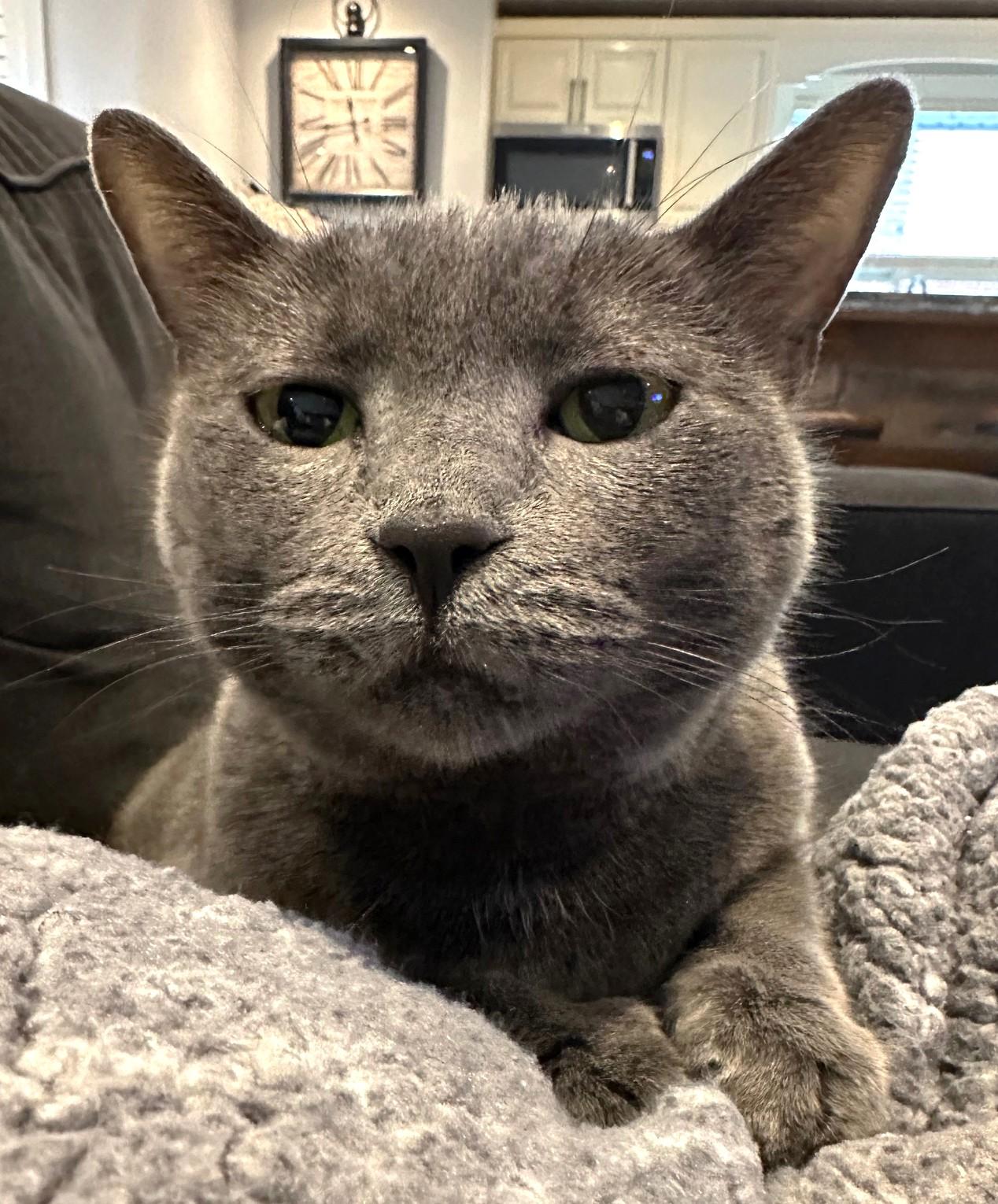 Enlarge Molly, a ADOPTABLE Russian Blue in Stoney Creek, ON image 2/5