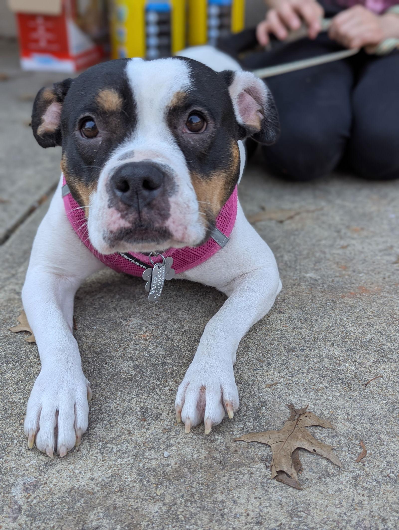 Holly - Golden Hour Litter Mama — thumbnail 2