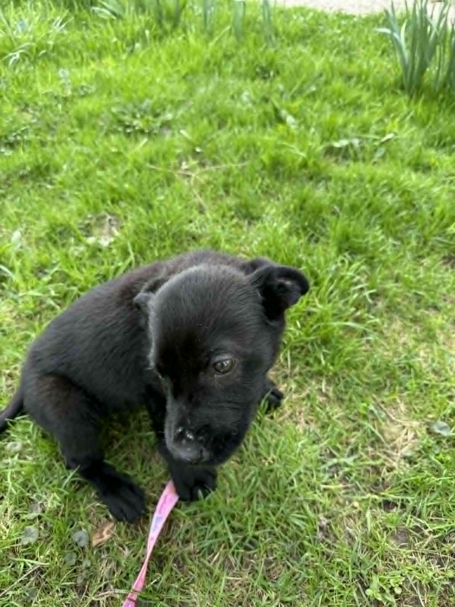 Enlarge Helena, an adopted mixed breed in Woodstock, ON image 3/4