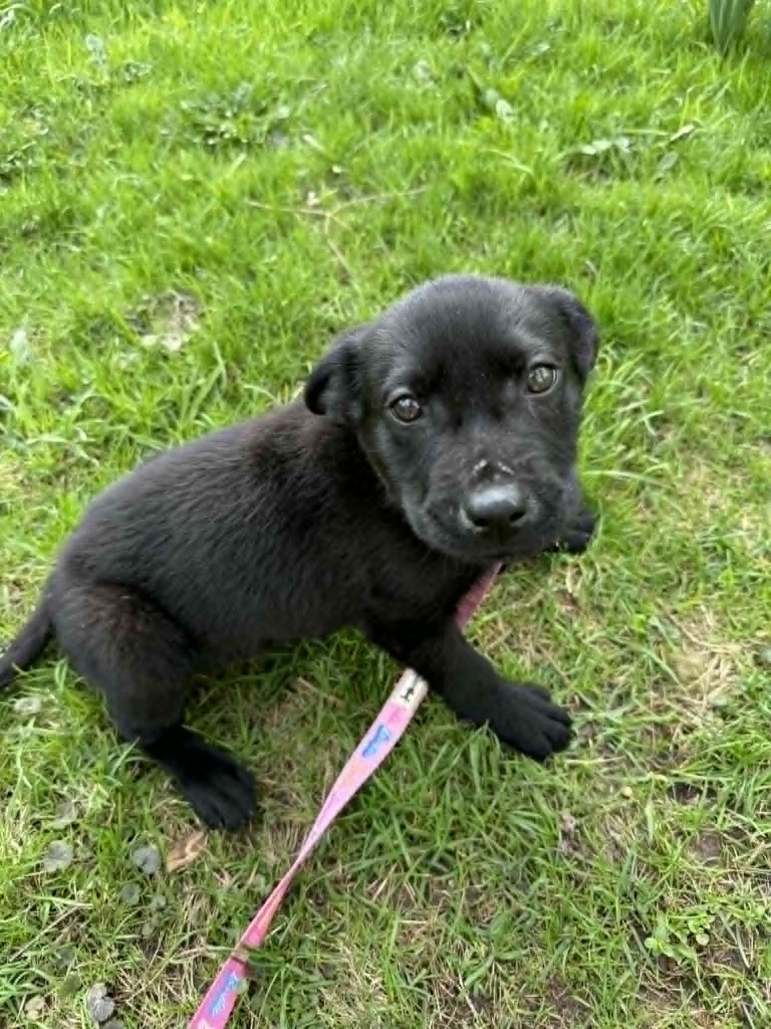 Enlarge Helena, an adopted mixed breed in Woodstock, ON image 2/4