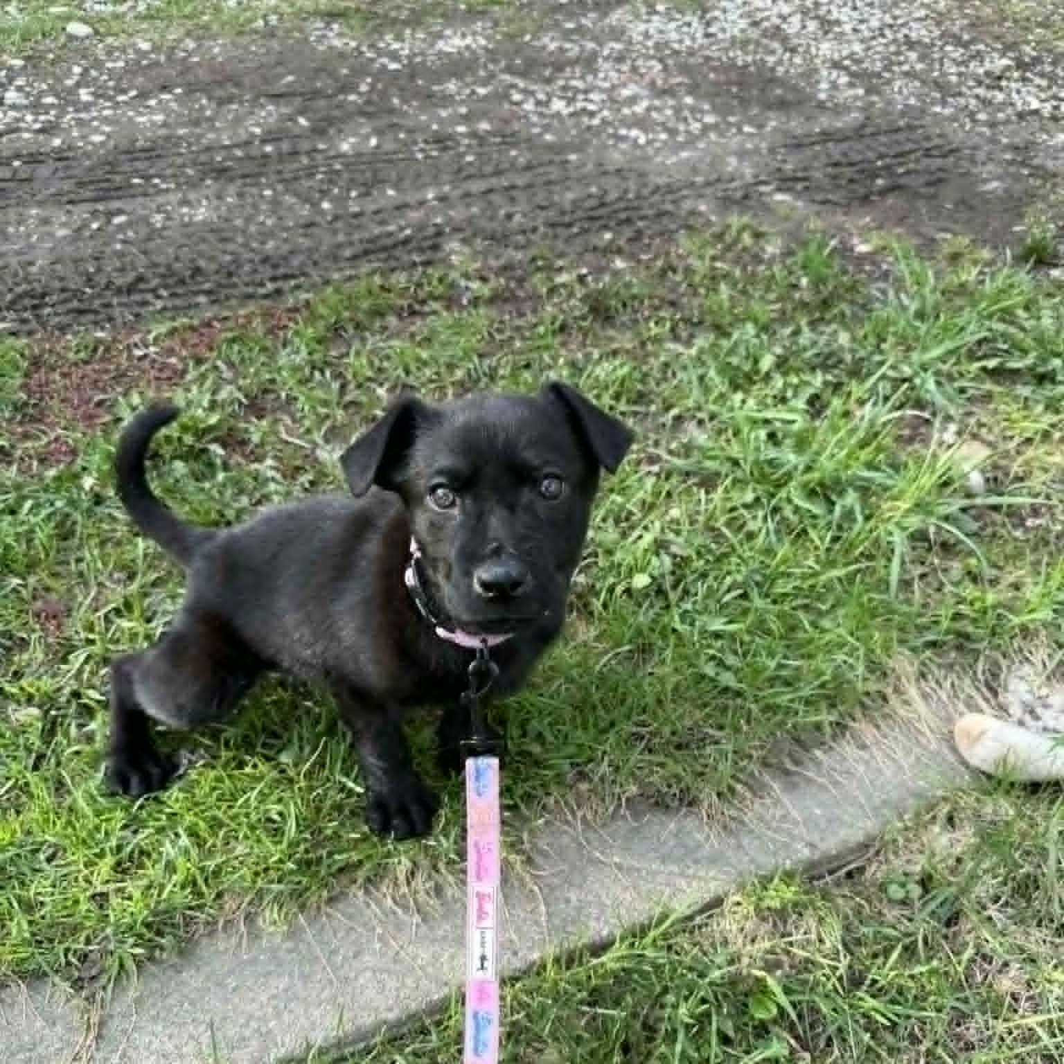 Helena, adopted, Puppy Female Black Labrador Retriever.