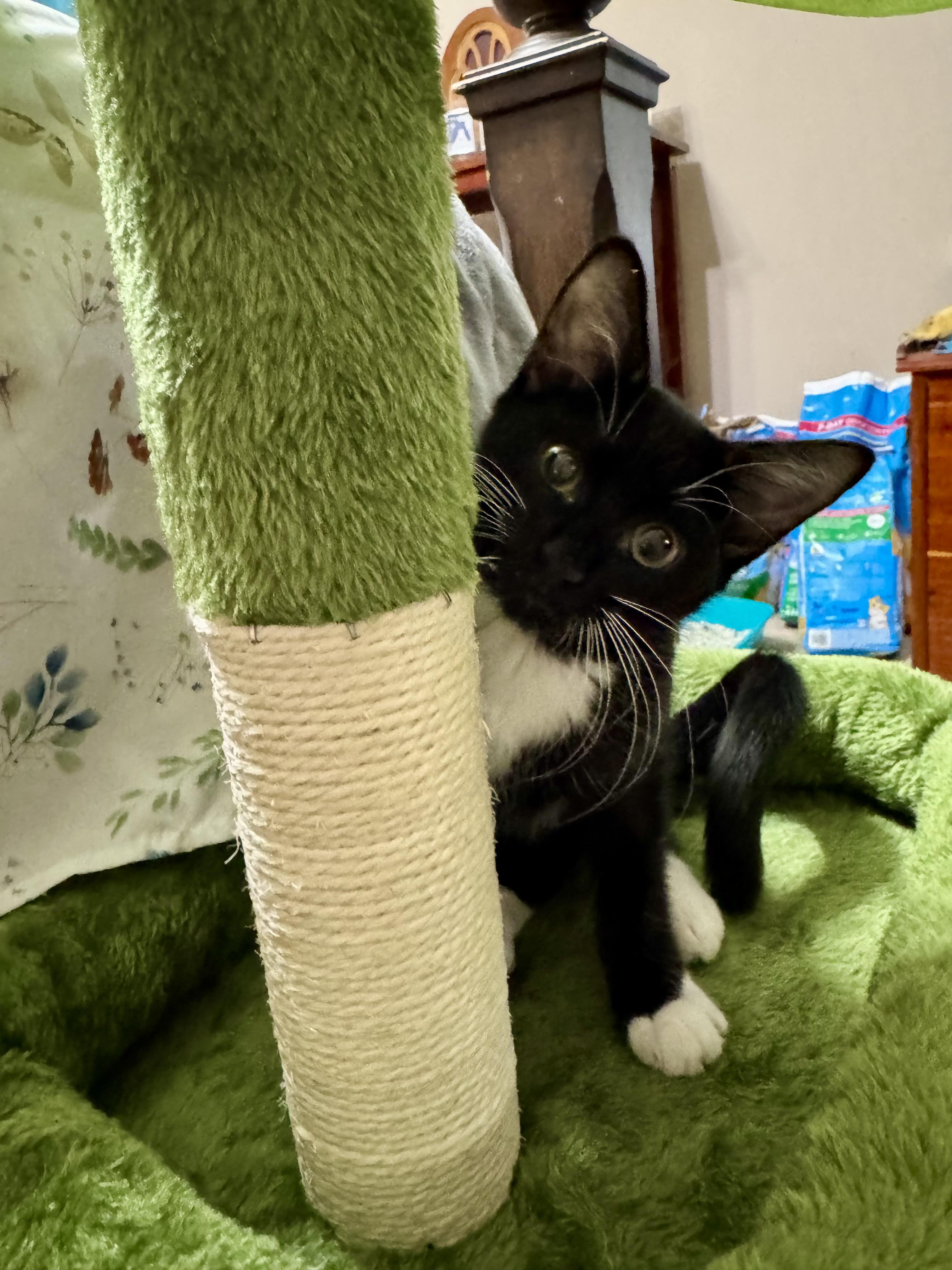 Elise =^.^=