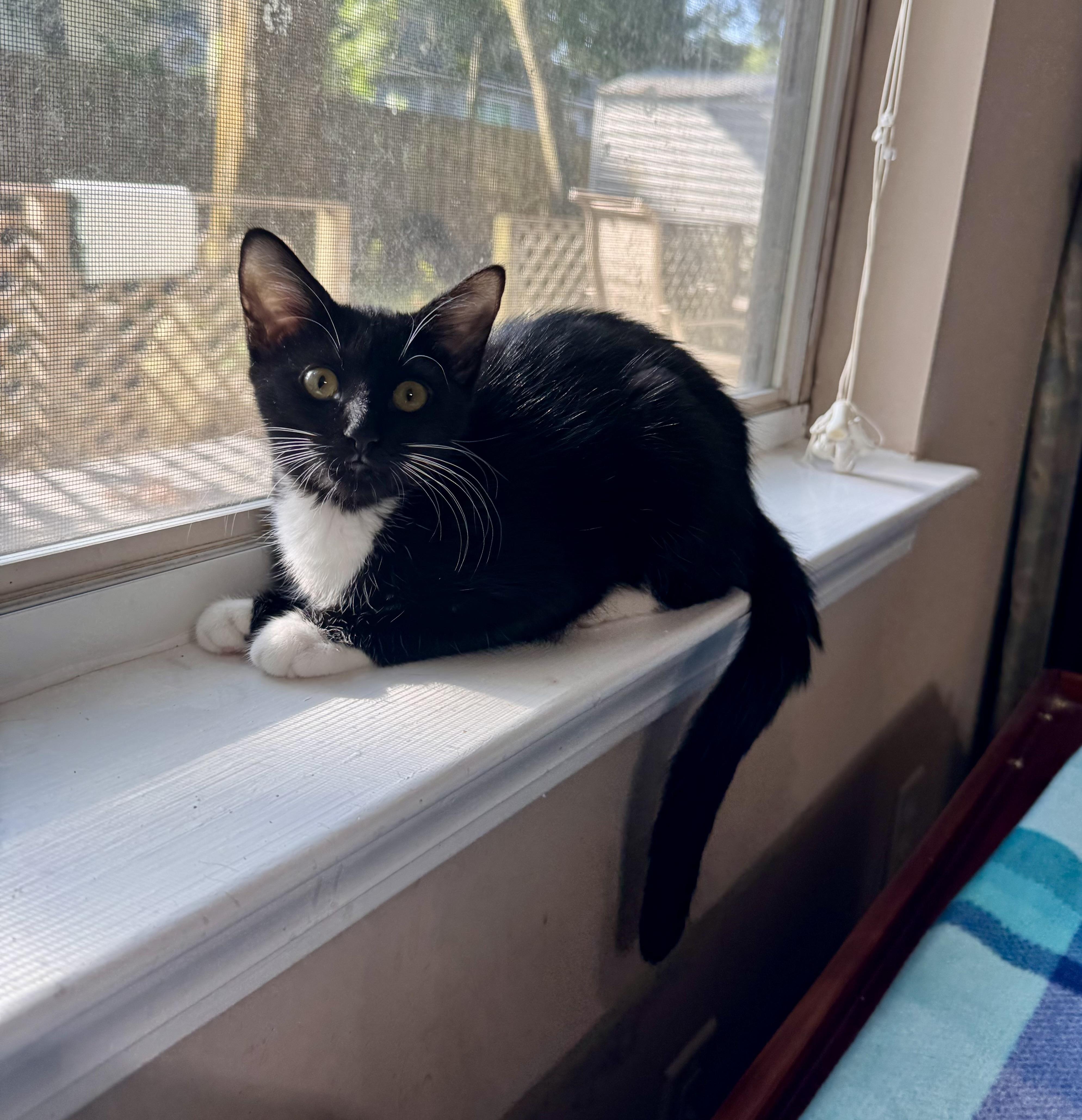 Elise =^.^=