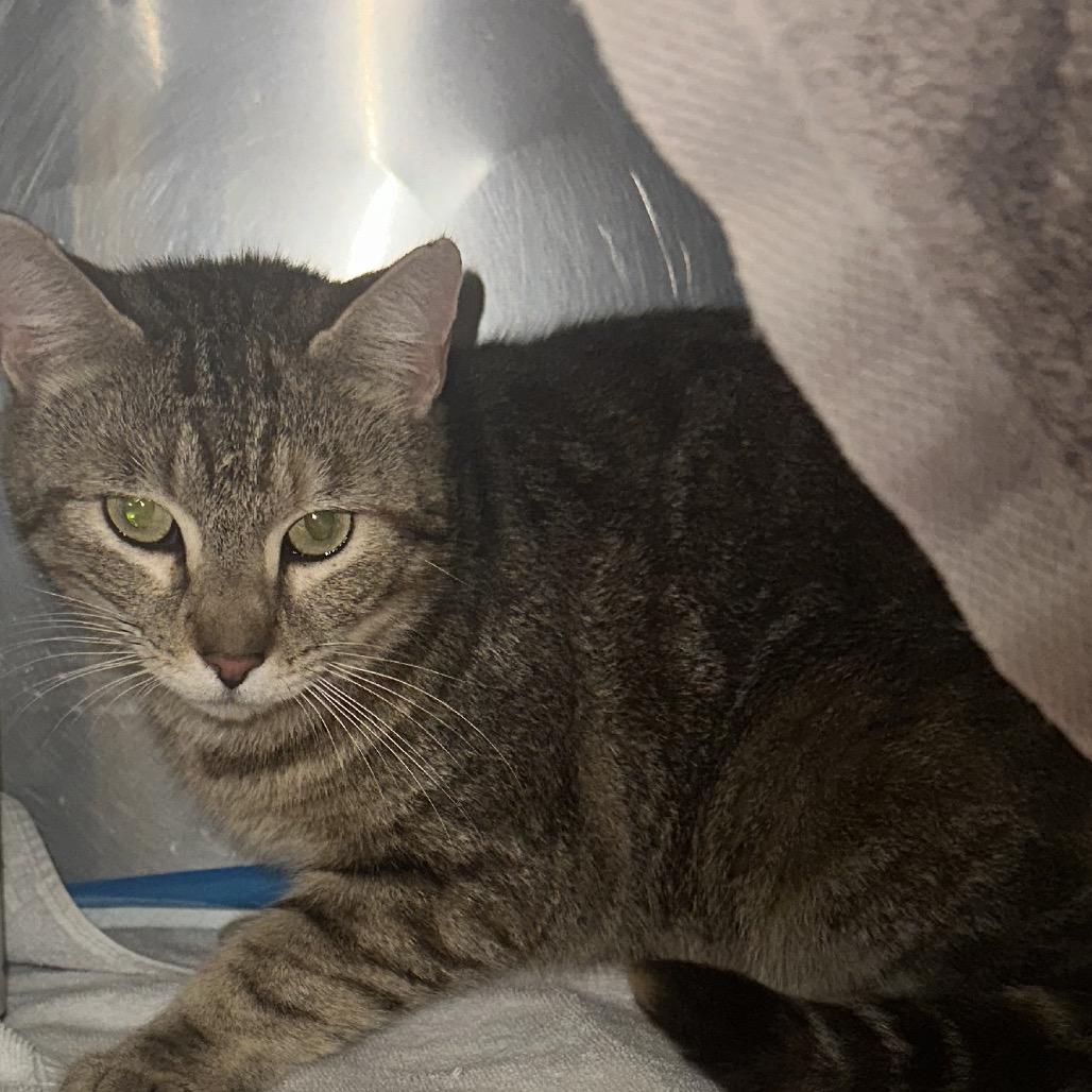 Enlarge Birdy, a Adoptable Domestic Short Hair in Mooresville, NC image 2/2