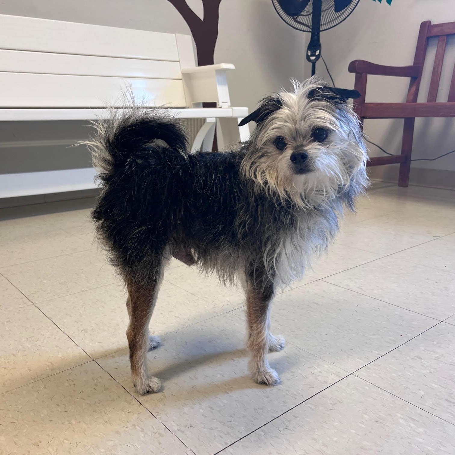 Barney, an adopted Yorkshire Terrier in West Jefferson, OH image 2/4