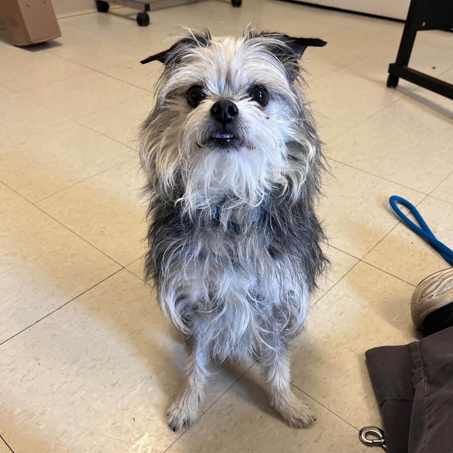 Barney, an adopted Yorkshire Terrier in West Jefferson, OH image 3/4