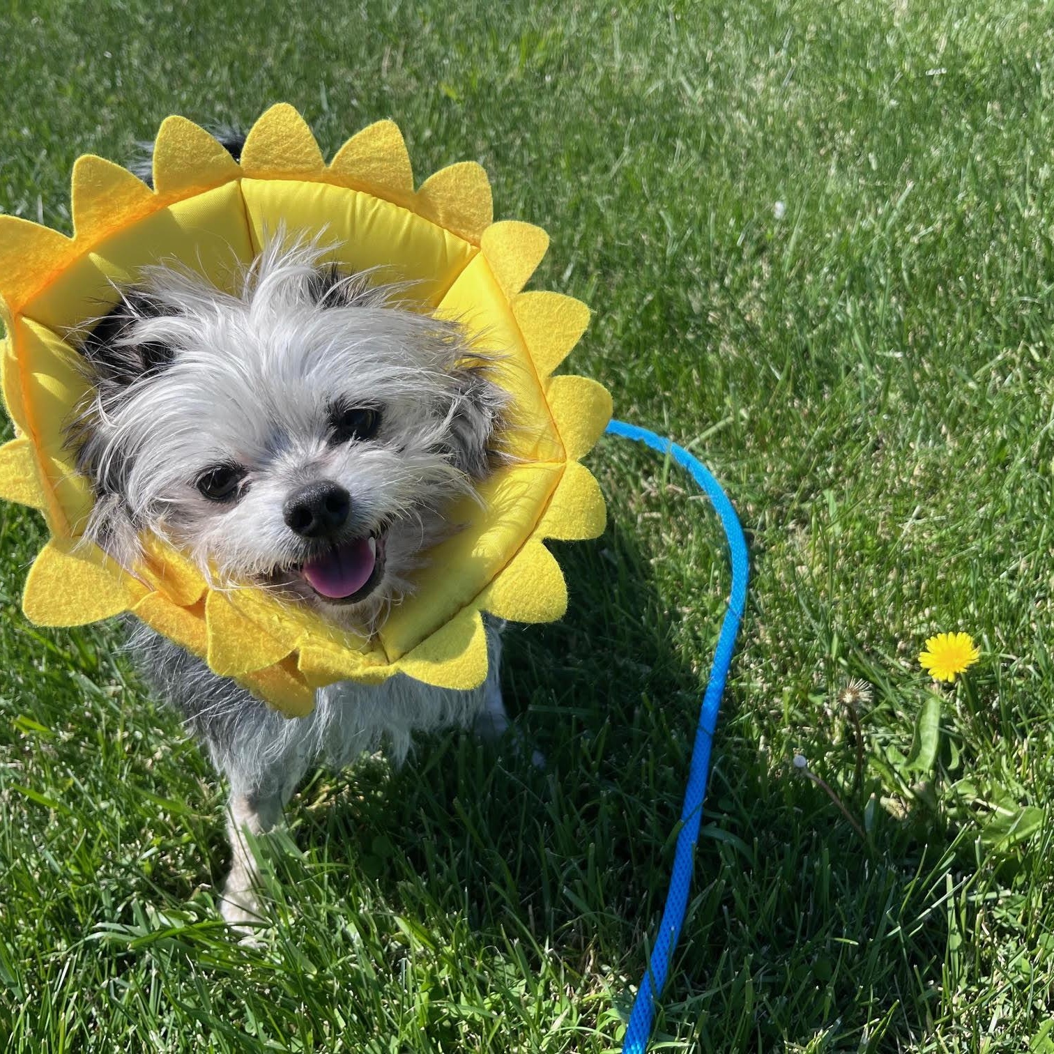 Barney, an adopted Yorkshire Terrier in West Jefferson, OH image 4/4
