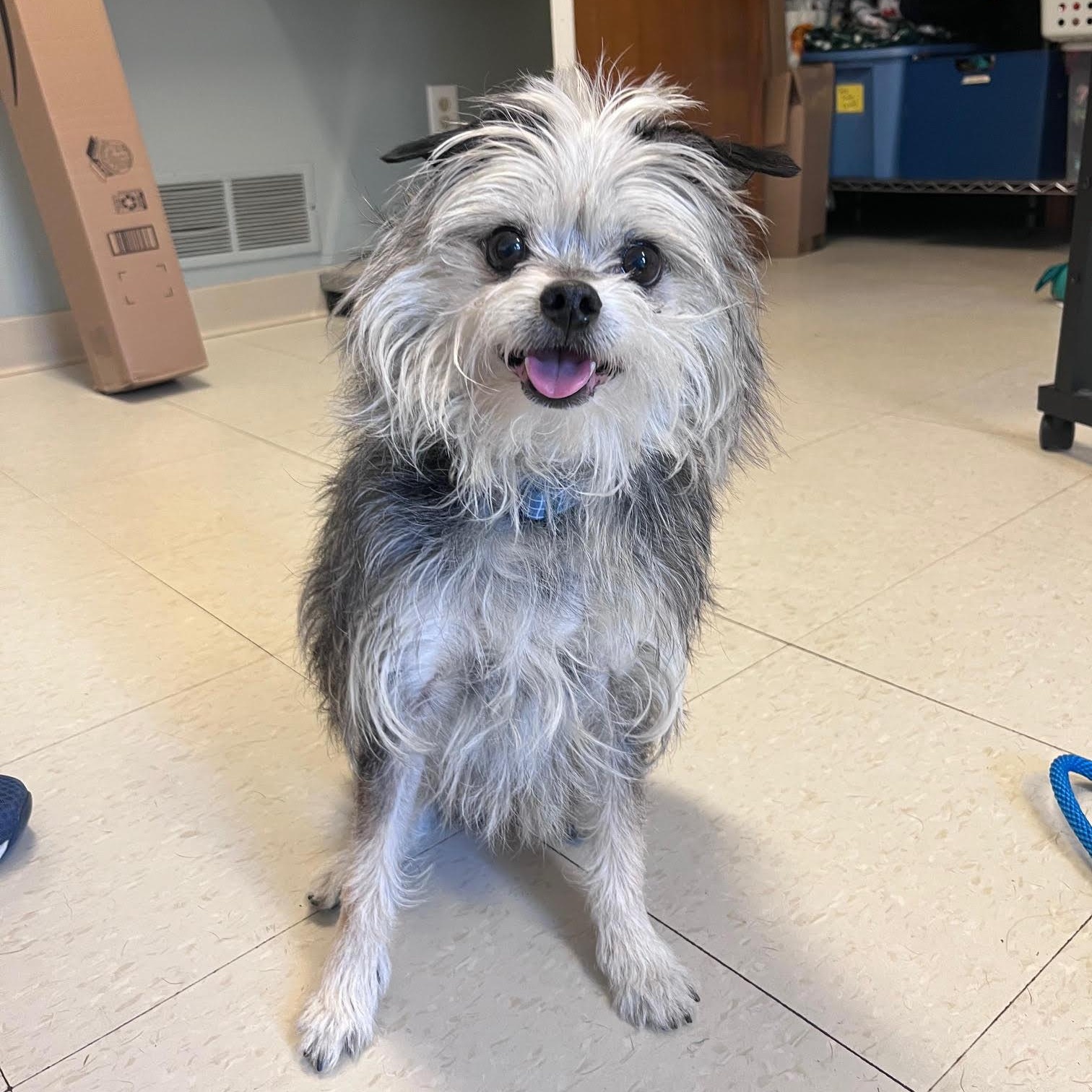 Barney, adopted, Adult Male Yorkshire Terrier.