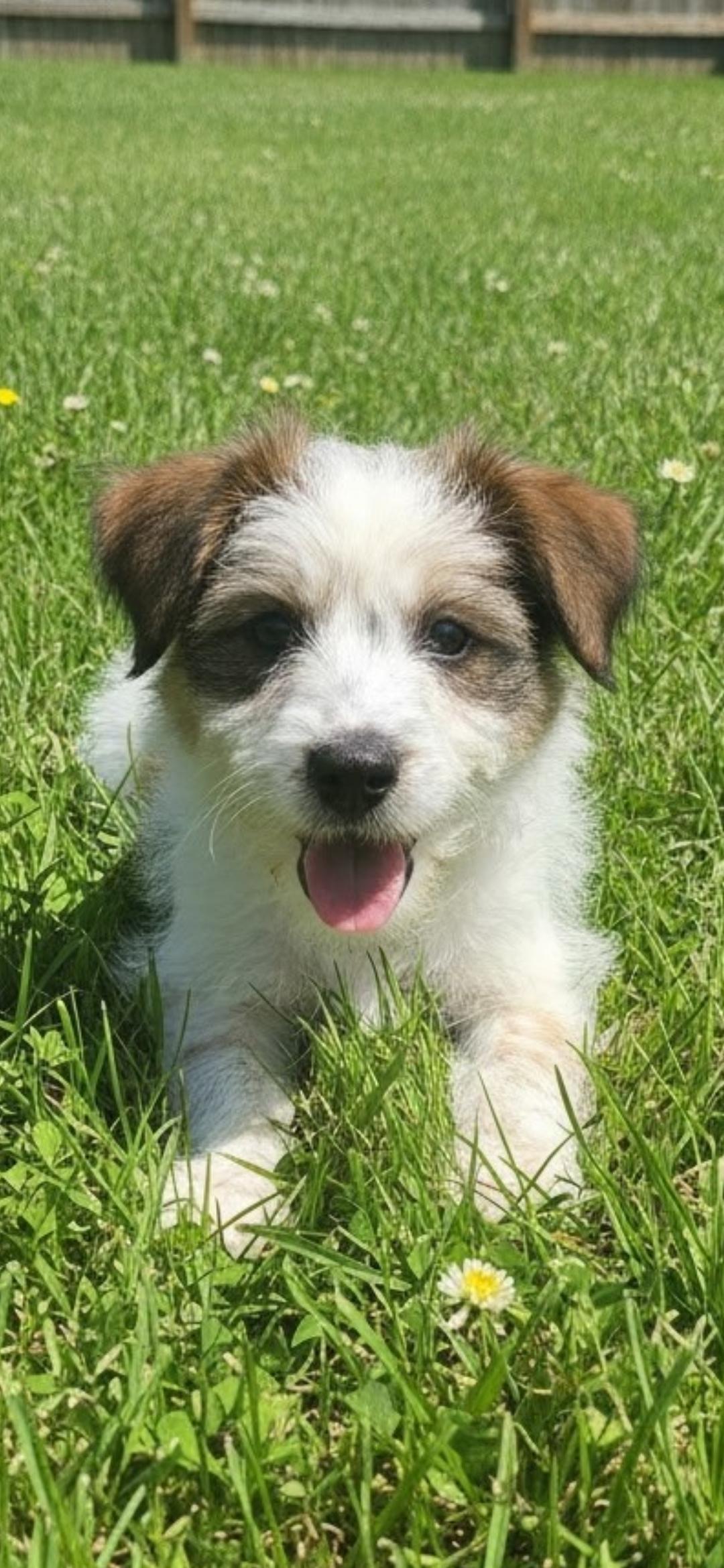 Moxi, ADOPTABLE, Puppy Male Australian Cattle Dog / Blue Heeler & Portuguese Podengo.