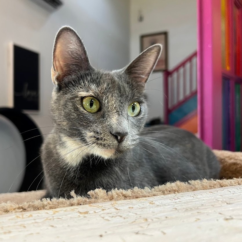 NOONDAY, Young Female Dilute Tortoiseshell