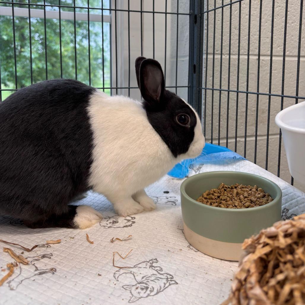 Bella, Adoptable, Adult Female Dutch & Rex.