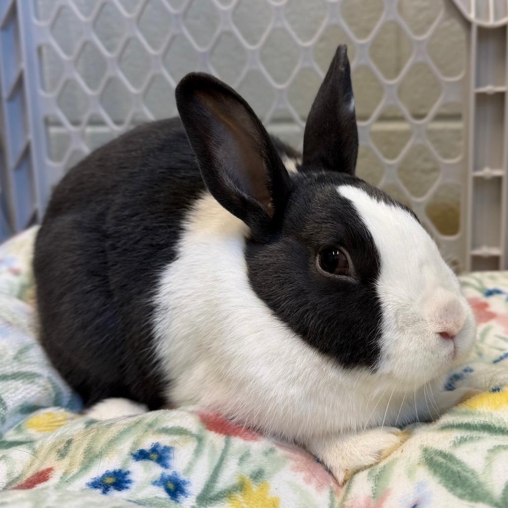 Enlarge Bella, a Adoptable mixed breed in Marshall, VA image 3/5