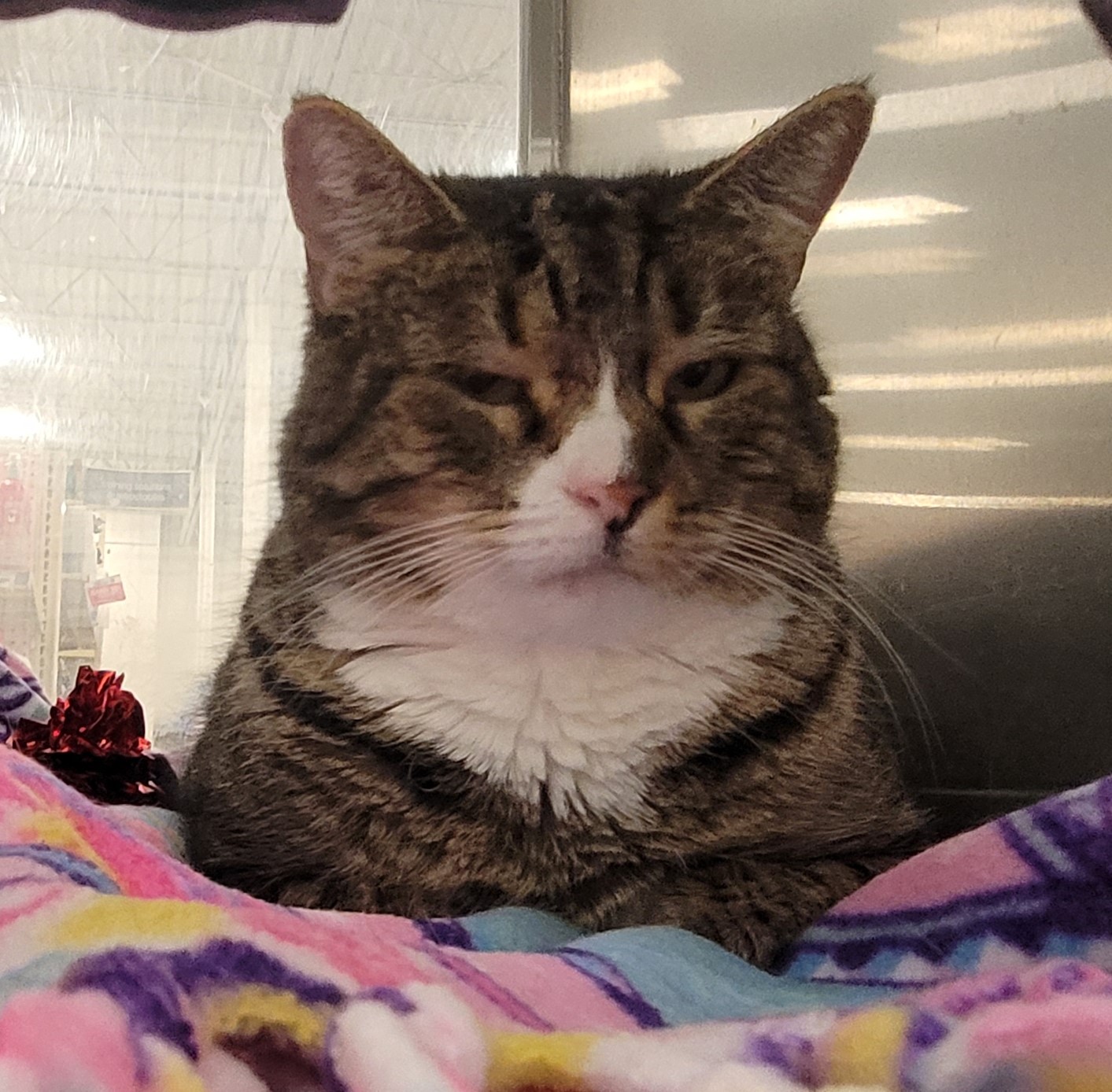 Enlarge Kitty Cat, a Adoptable Domestic Short Hair in Millville, UT image 3/4