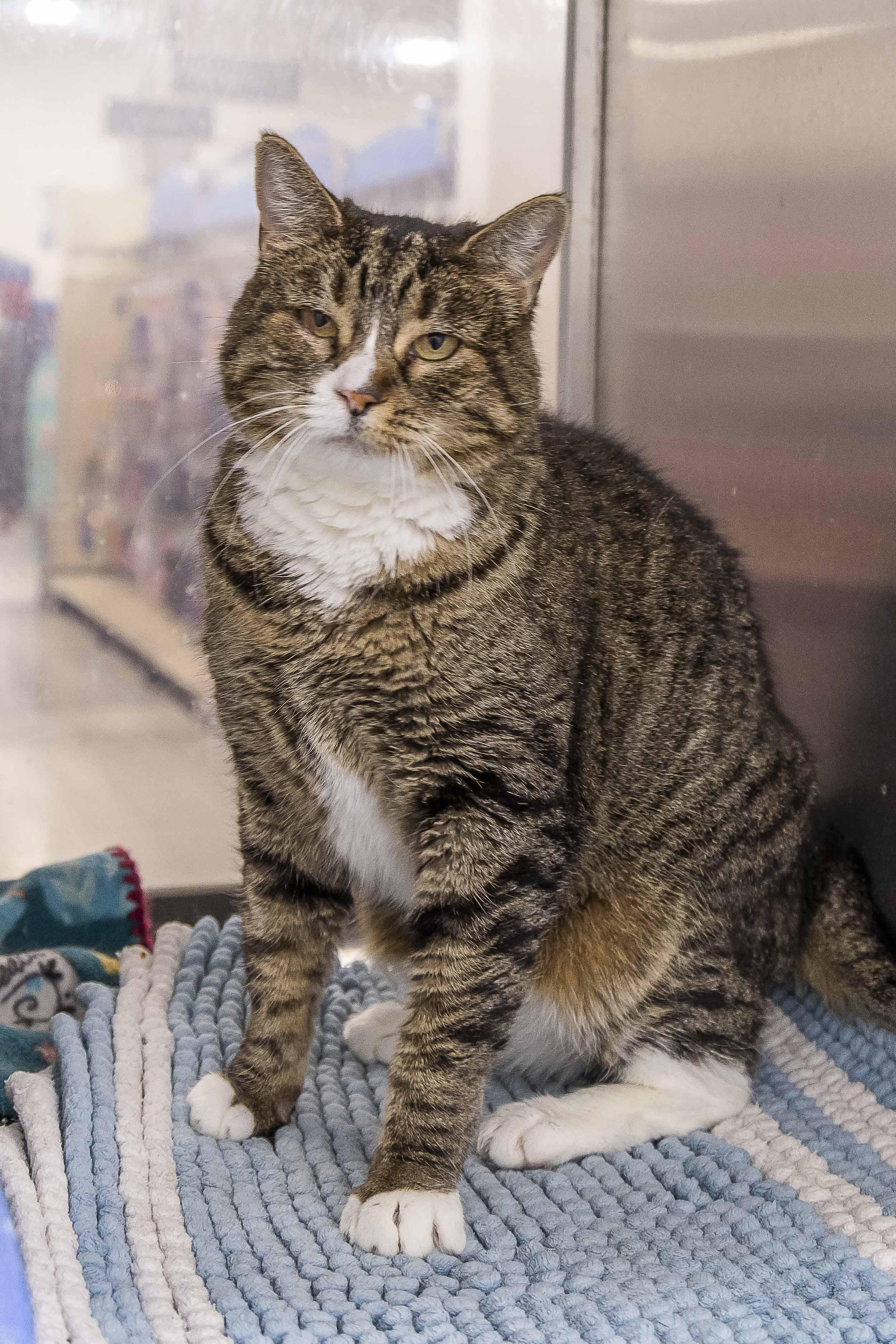 Kitty Cat, Adoptable, Adult Female Domestic Short Hair.