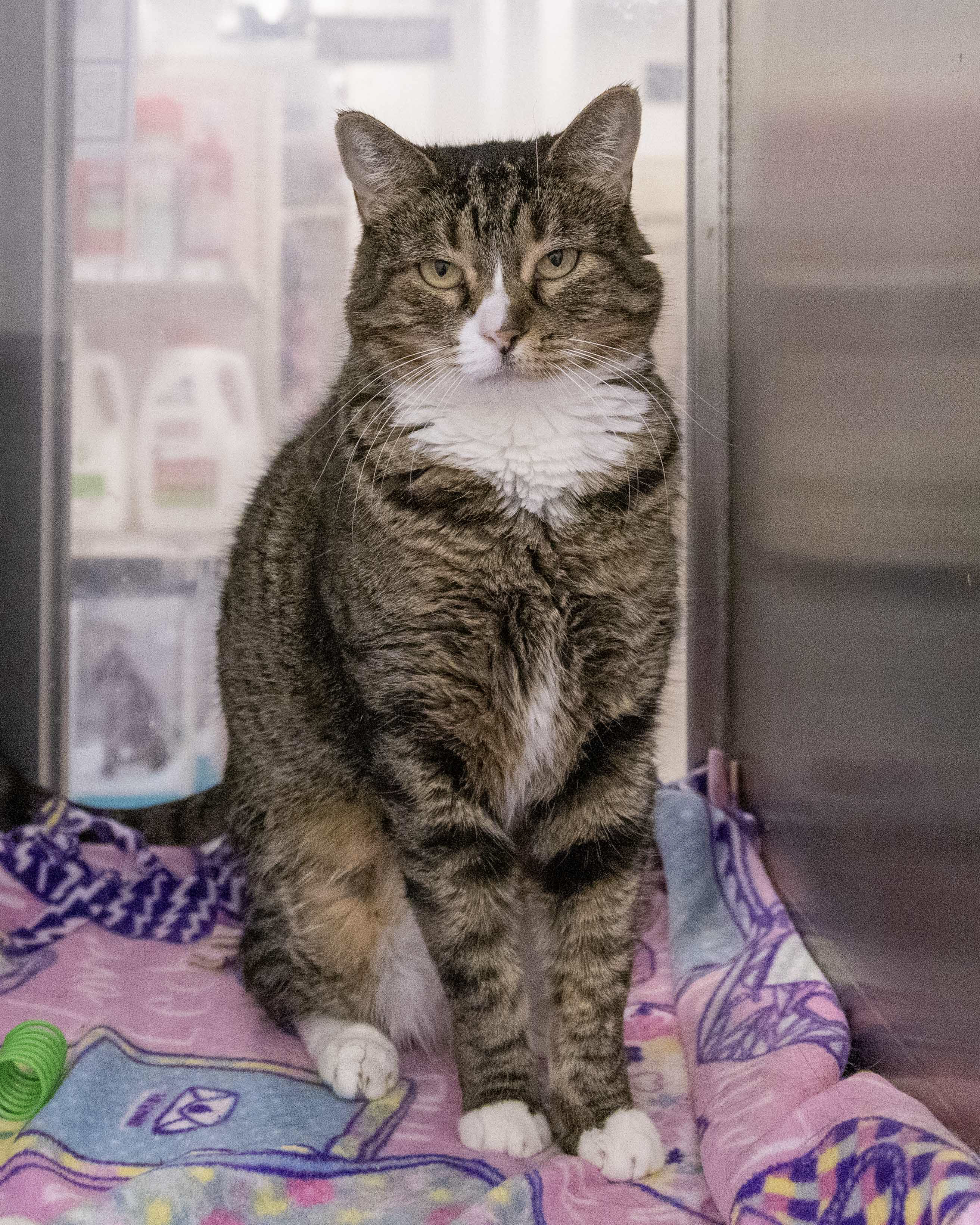 Enlarge Kitty Cat, a Adoptable Domestic Short Hair in Millville, UT image 2/4