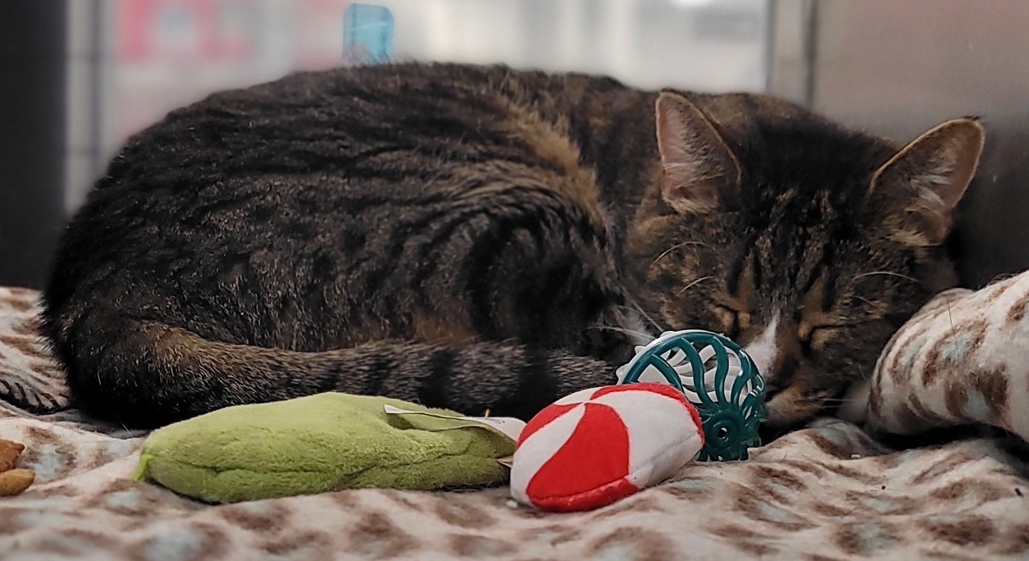 Enlarge Kitty Cat, a Adoptable Domestic Short Hair in Millville, UT image 4/4