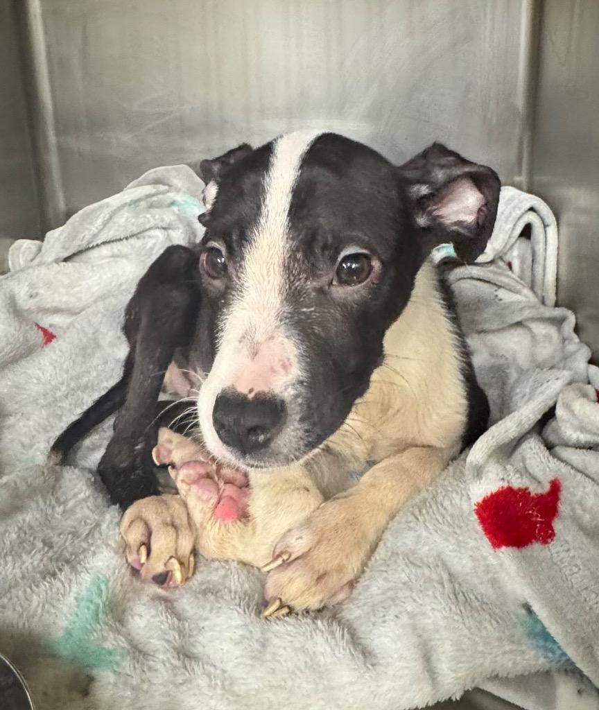 Enlarge Griffin, a Adoptable mixed breed in Springfield, OH image 2/2