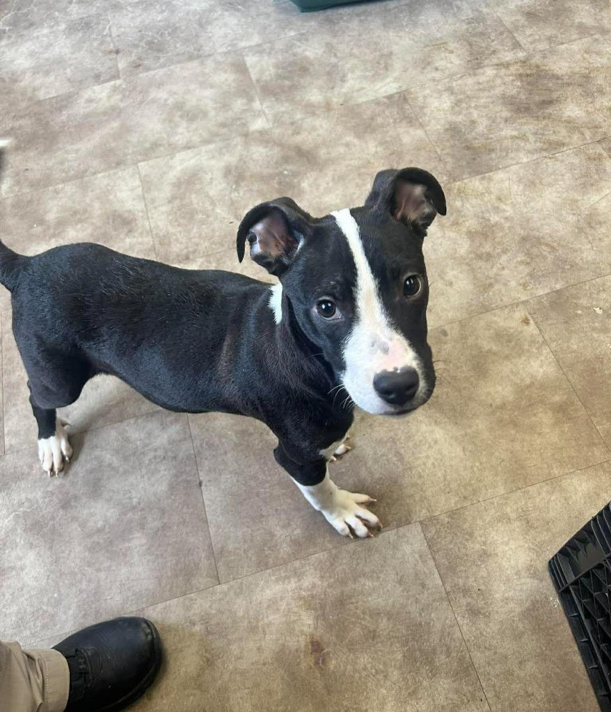 Griffin, Adoptable, Puppy Male Mixed Breed.