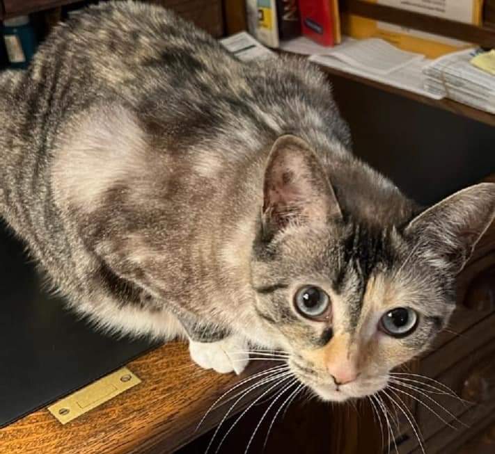 SIOBHAN -- urgent -bonded pair needs foster or adoption- mom died, adoptable, Adult Female Tabby.