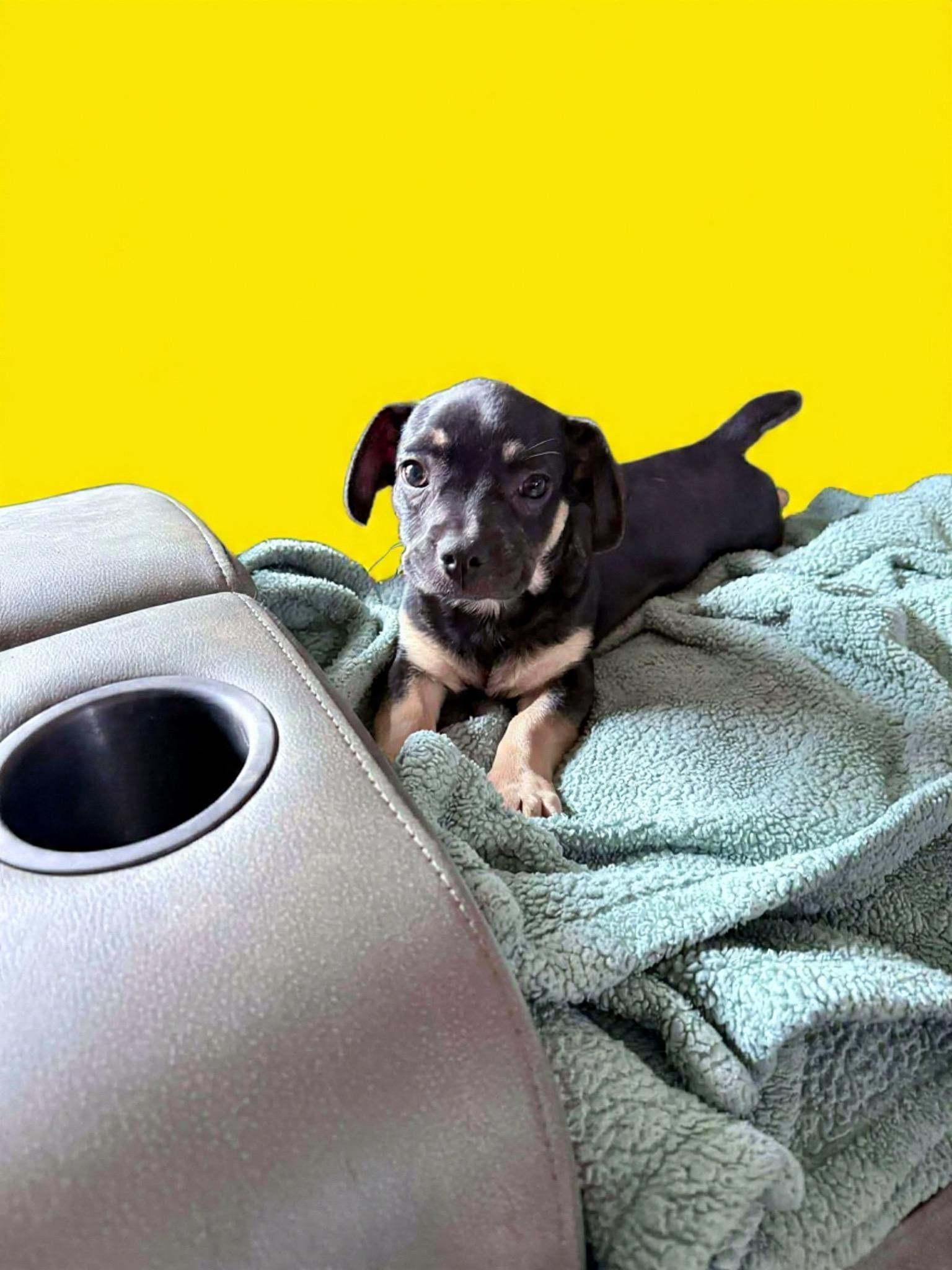 Oreo, ADOPTABLE, Puppy Male French Bulldog & Chihuahua.