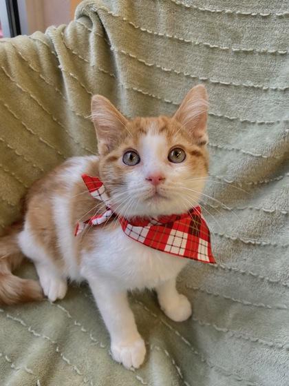 Flounder, Adoptable, Young Male Domestic Short Hair & Domestic Short Hair.