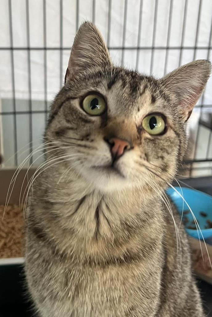 Bruce Wayne, Adoptable, Young Male Domestic Short Hair.