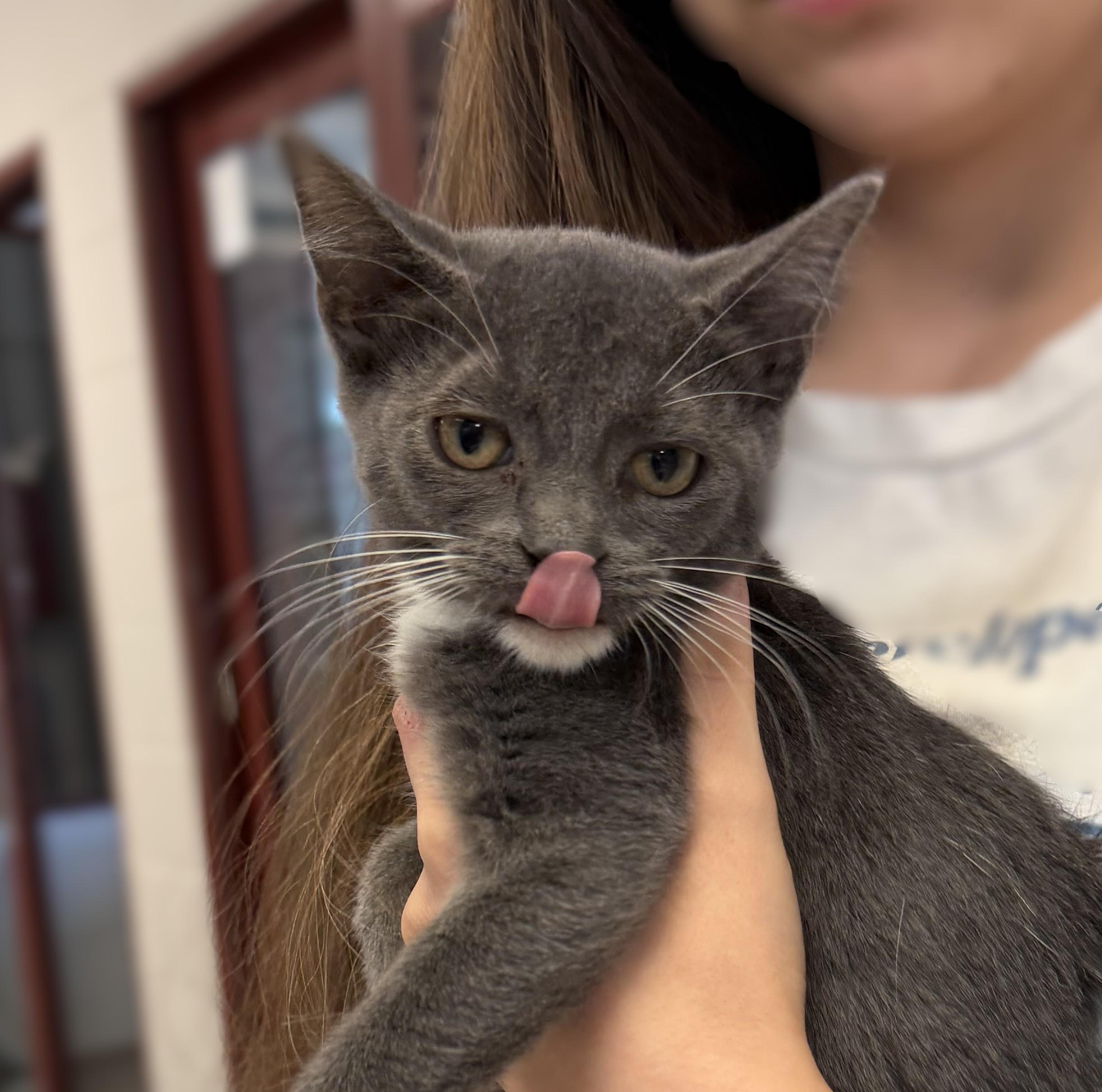 Enlarge Vivien, a Adopted mixed breed in Slidell, LA image 2/2