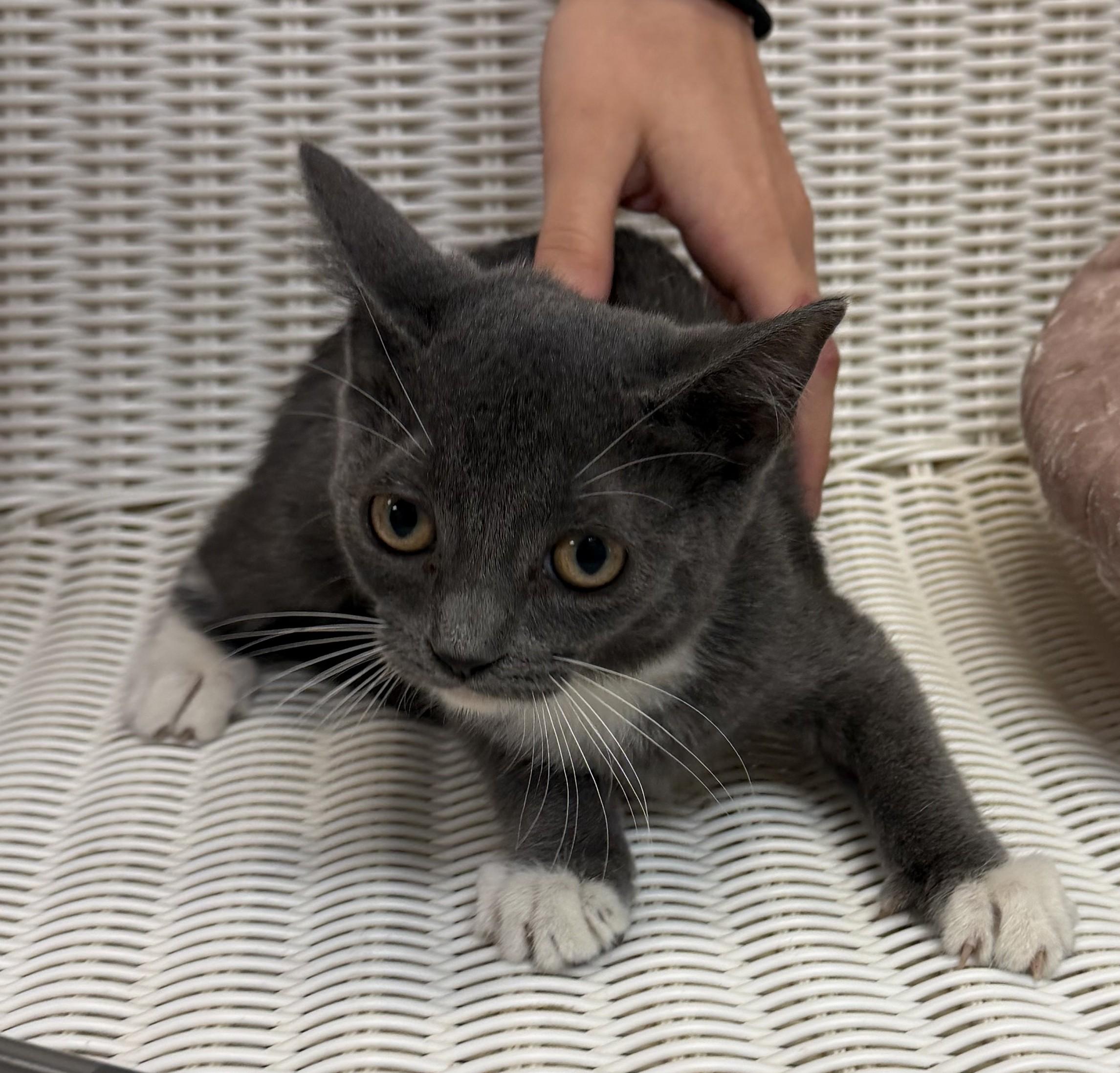 Enlarge Vivien, a Adopted mixed breed in Slidell, LA image 1/2