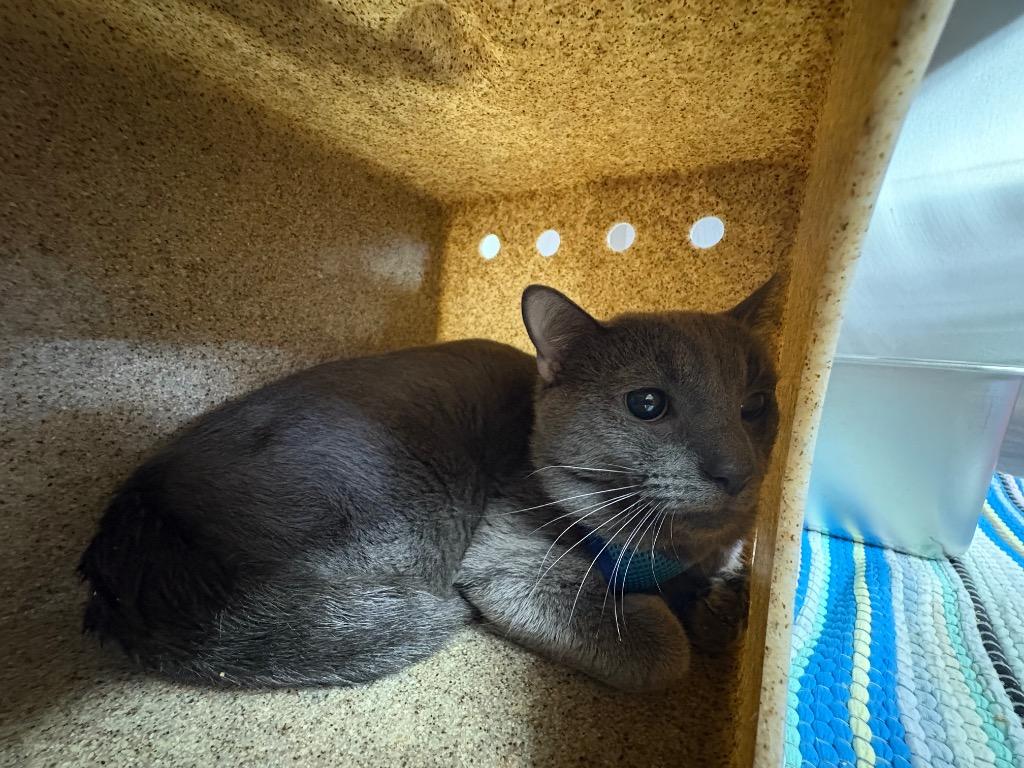GreyStoke (Smokey), Adoptable, Young Male Domestic Short Hair.